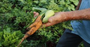 Agricultor segura em suas mãos duas cenouras após colheita