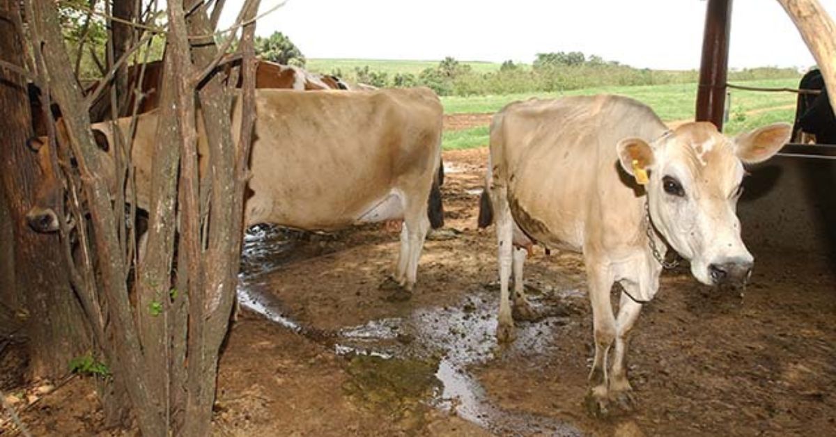 Caso de “mal da vaca louca” é confirmado atípico