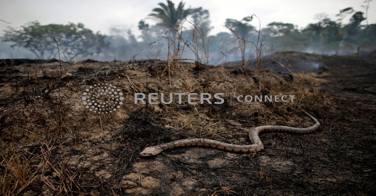 Desmatamento na Amazônia brasileira aumenta em março