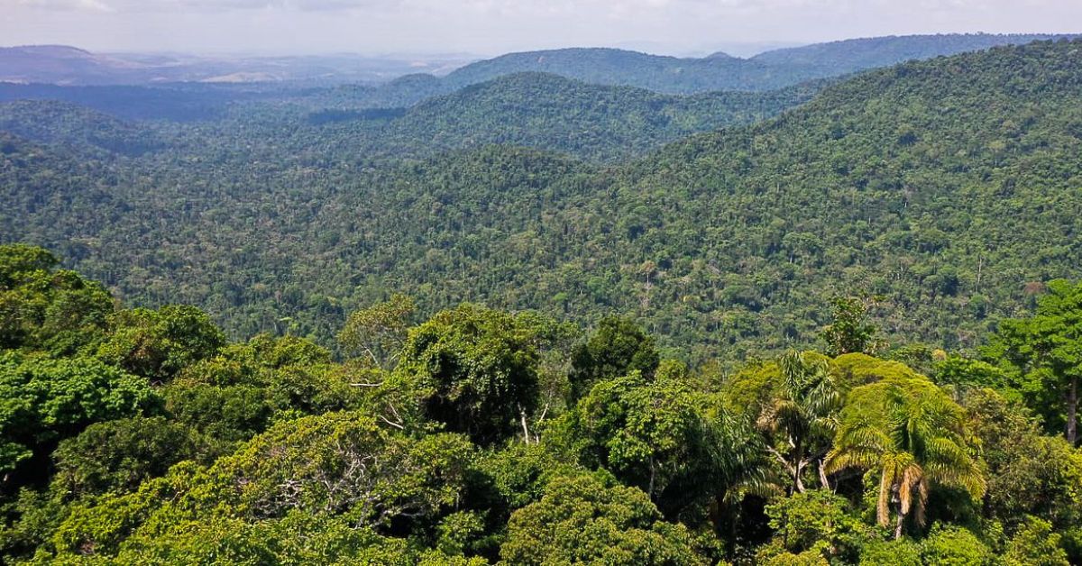 Entenda como funciona o Fundo Amazônia
