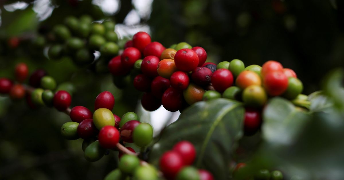 Estimativa é de que 23% de potencial safra de café já tenham sido vendidos | Crédito:  Amanda Perobelli/Reuters