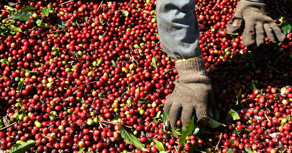 Projeção de aumento de 5,3% no VBP do café se deve a uma colheita maior | Crédito: Paulo Whitaker/Reuters
