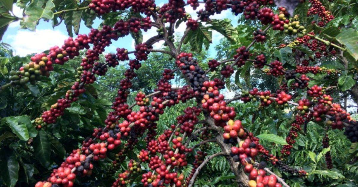 Colheita de café do Brasil começa e deve crescer 13%