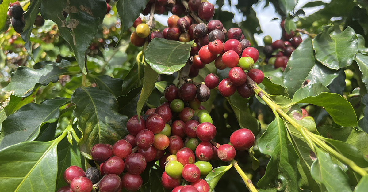 Capelinha: um novo polo de cafés especiais no Brasil
