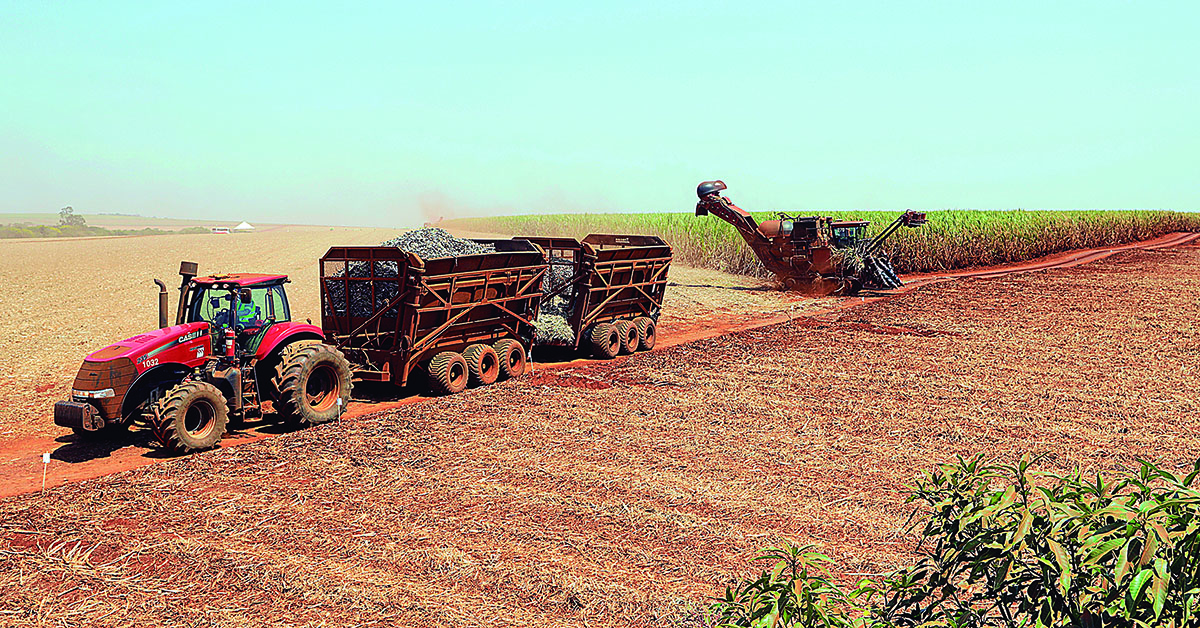 Produção de cana-de-açúcar vai bater o recorde em Minas Gerais