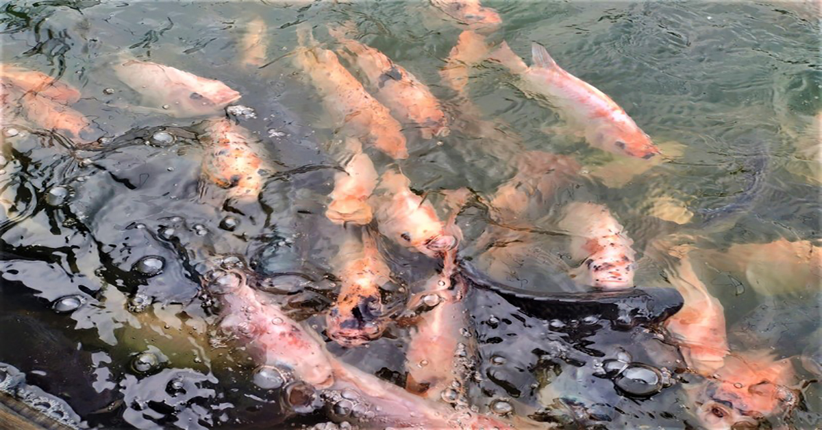 Piscicultores investem em tanques suspensos para tilápia em Divinópolis