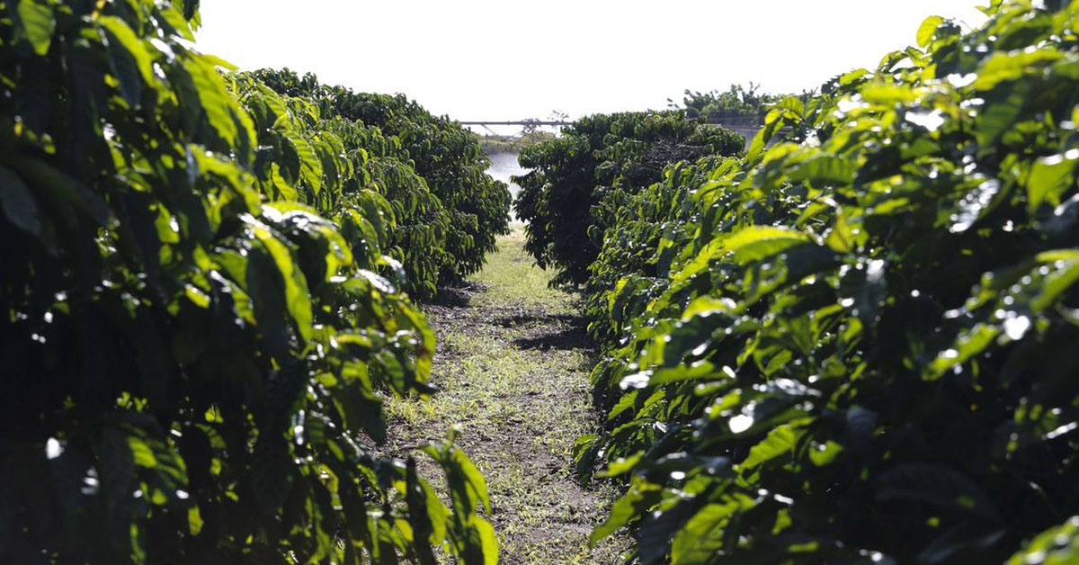 Crédito rural para produtores de Minas Gerais cresce 31%