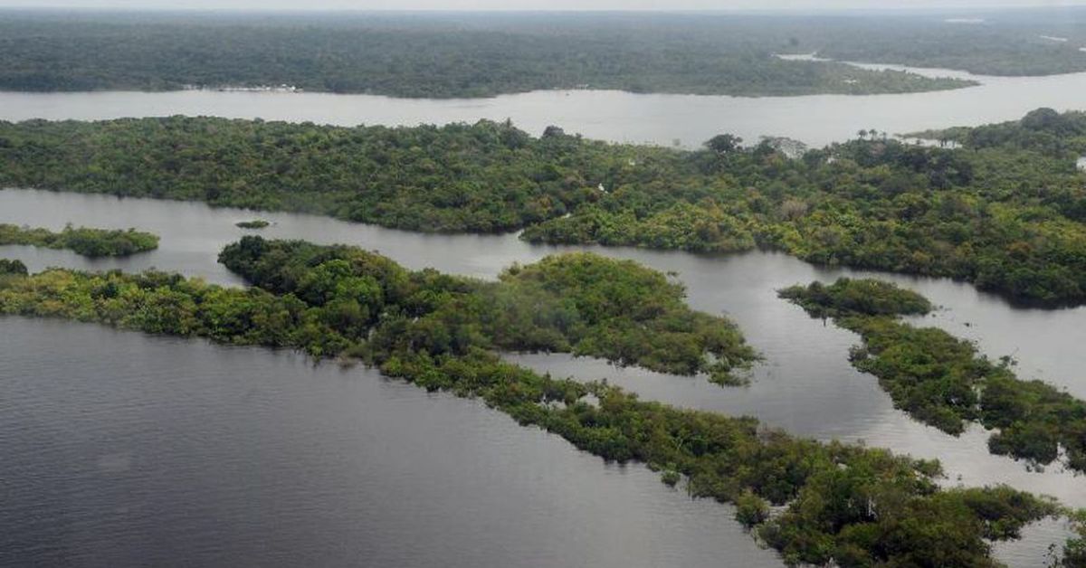 Dia Internacional da Biodiversidade: saiba como fazer parte do plano