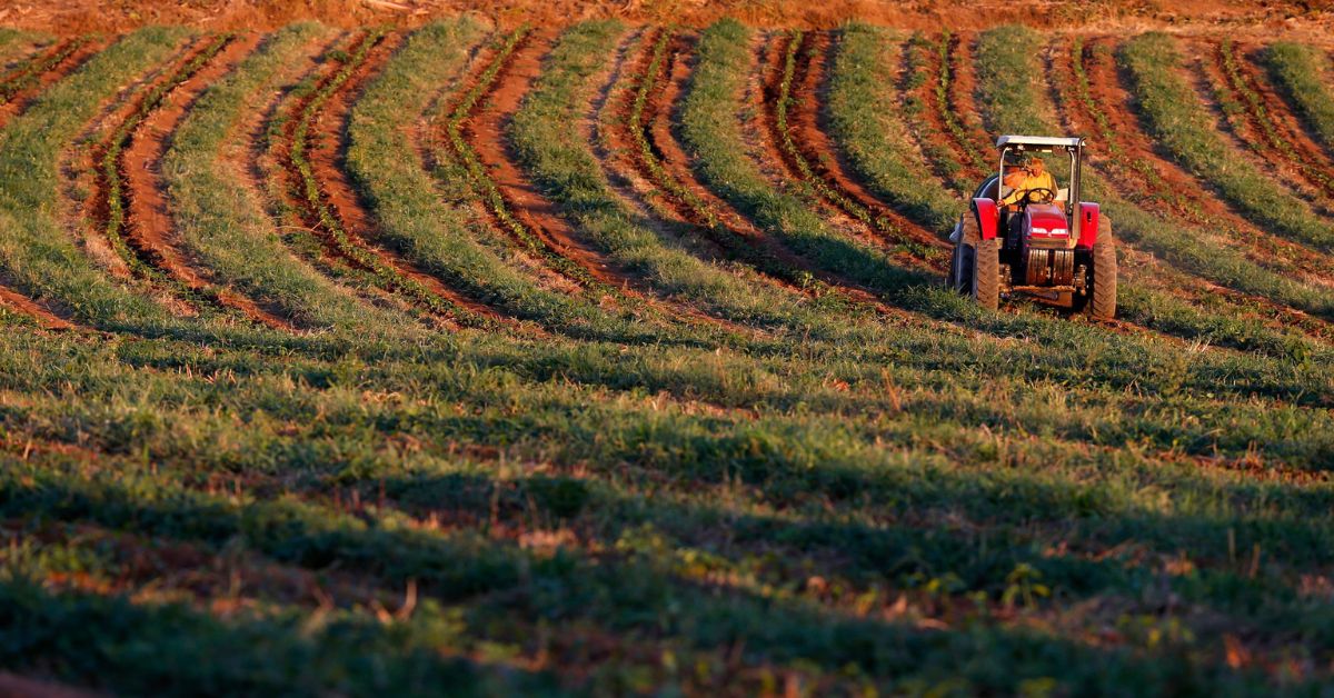 Desempenhos das safras agrícolas