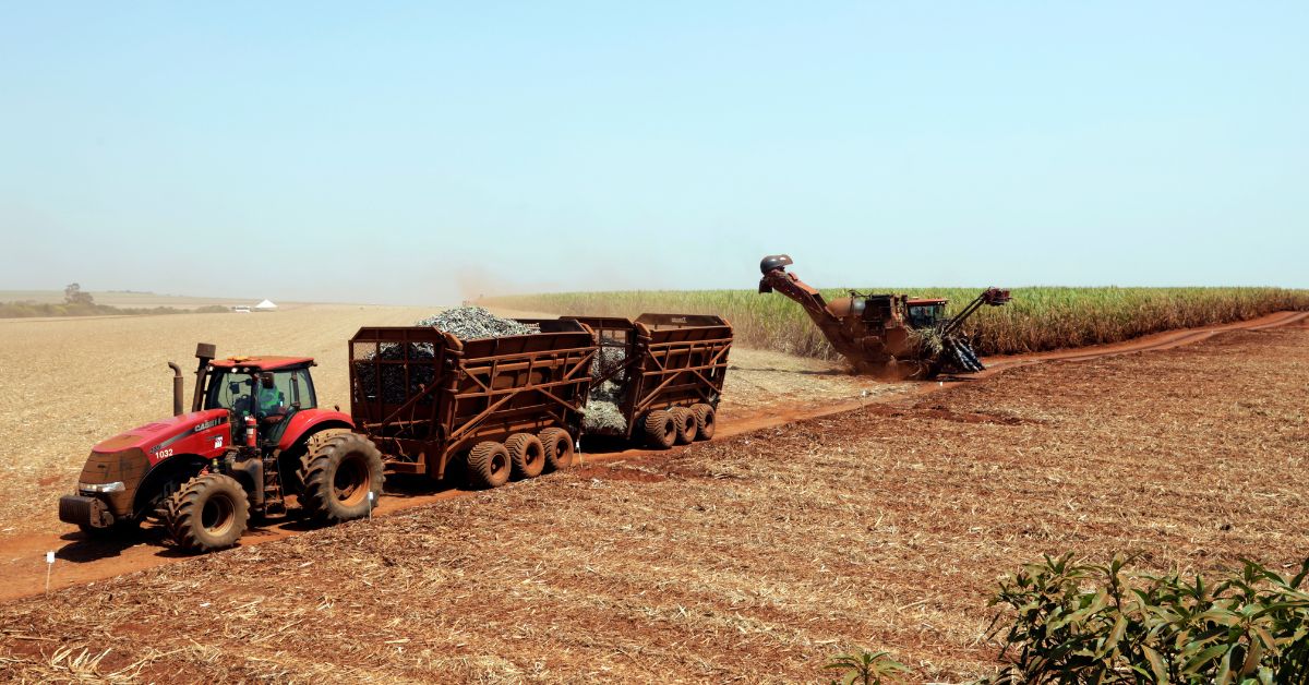 Safra de cana do Brasil aumentará com ganhos na área e na produtividade