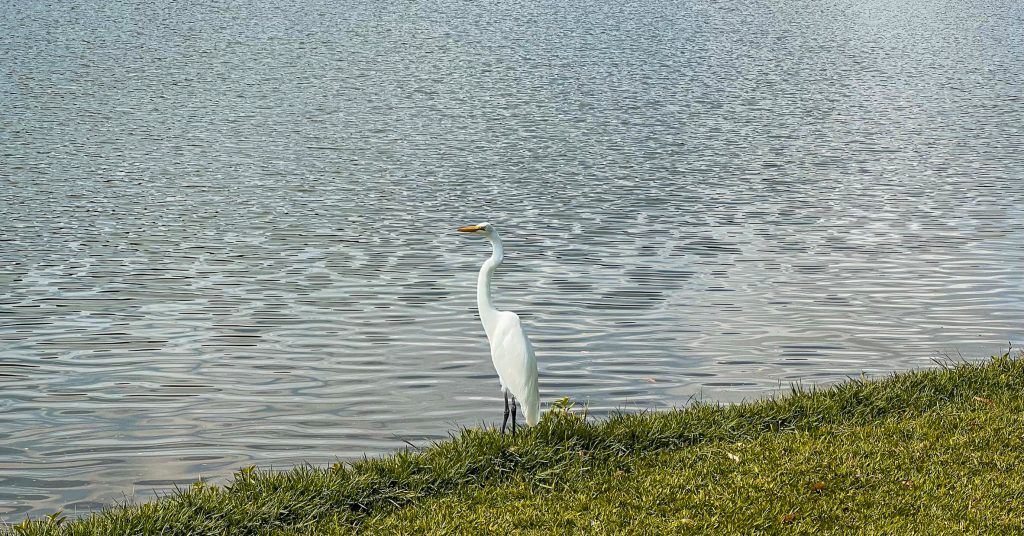 Ave branca pousa na orla da Lagoa da Pampulha