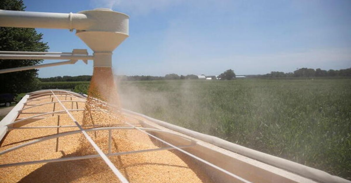 Brasil deve ver aumento de 12% na safra de milho com produtividades em alta