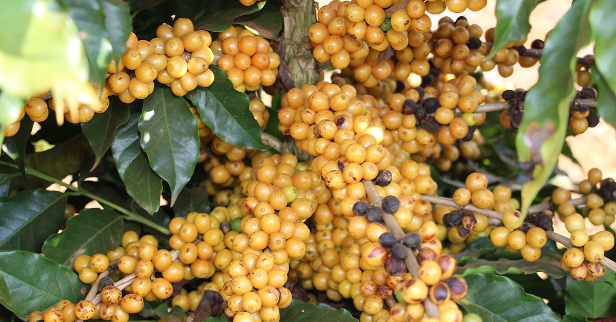 Cultivares de café destacam-se no Cerrado