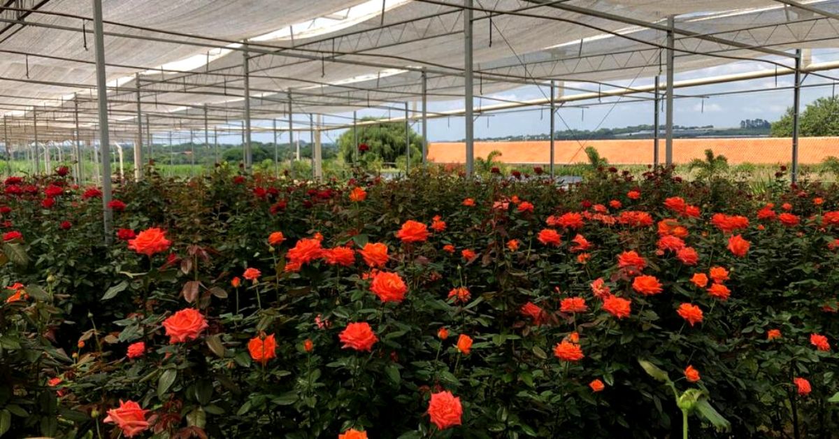 As cidades de Andradas, Araxá e Barbacena se destacam com a maior produção de rosas do País | Crédito: Adriano Joanes Maria / Andraflores