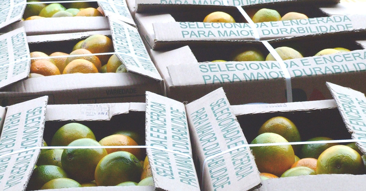 O quilo da laranja foi negociado a R$ 2,35, baixa de 4,9% por mês e alta de 14,1% na comparação anual; tendência é de queda | Crédito: Ceasa Minas/Divulgação