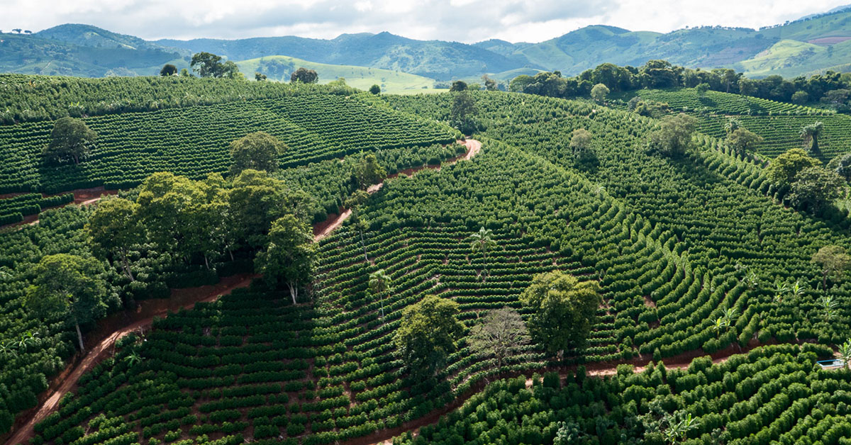 Em março, o café foi a cultura que mais obteve crédito, com liberações de R$ 233,64 milhões | Crédito: Seapa/Divulgação