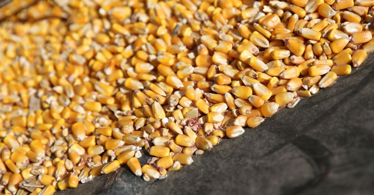 Novas cultivares de milho e sorgo com alto potencial chegam ao mercado