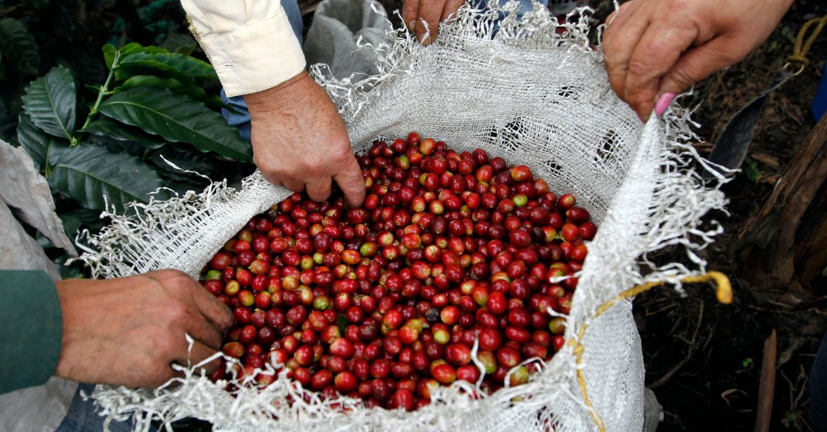Colheita de café do Brasil tem atraso no início