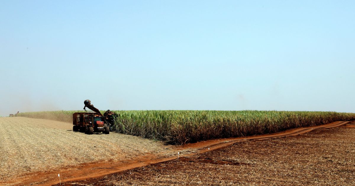 Brasil ganhará fatia no mercado global de açúcar