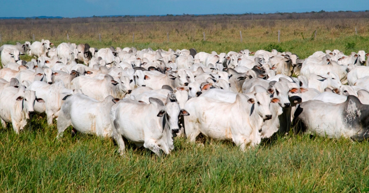 Obrigação vale para criadores de bois, búfalos, suínos, cavalos, cabras, ovelhas, dentre outros | Crédito: Calil Neto / Divulgação