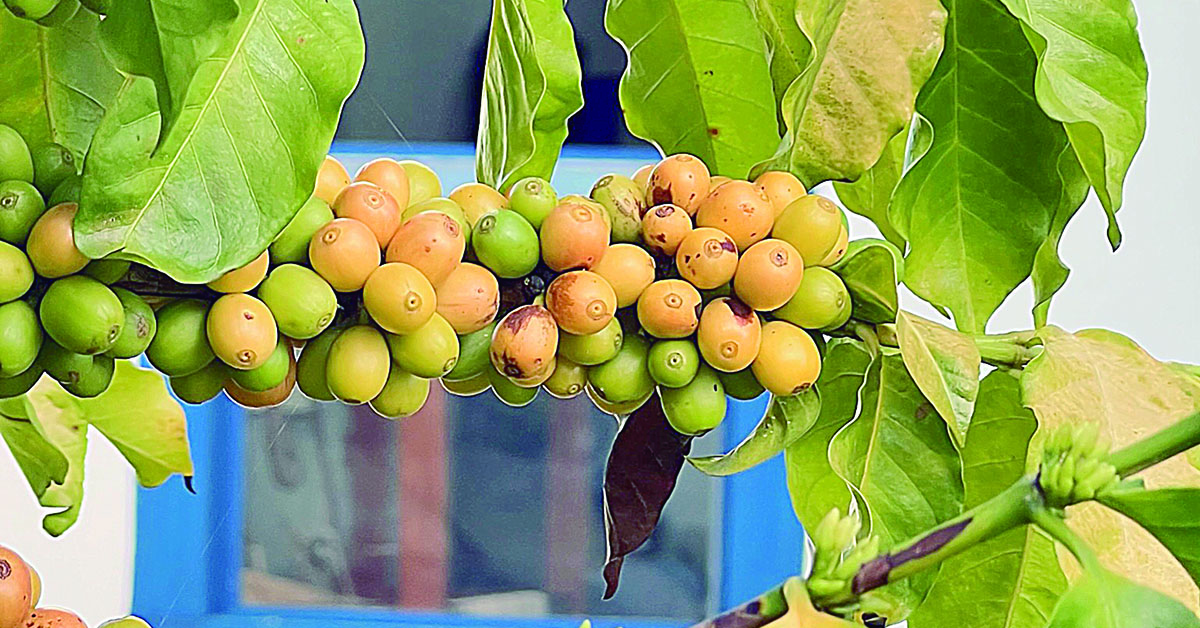 Produtividade e sustentabilidade mantêm peso do café na economia