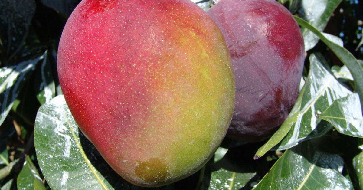 Entre as principais frutas produzidas no Norte está a manga | Crédito: Divulgação/Codevasf