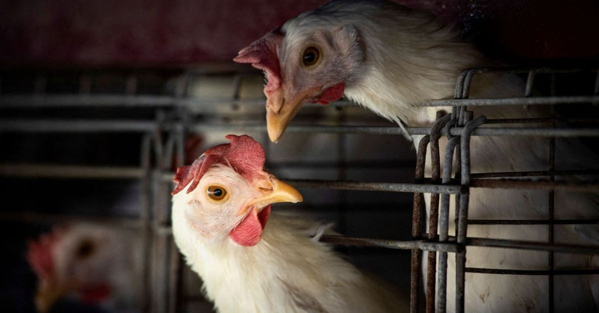 Ministério da Saúde descarta suspeita de gripe aviária em humano