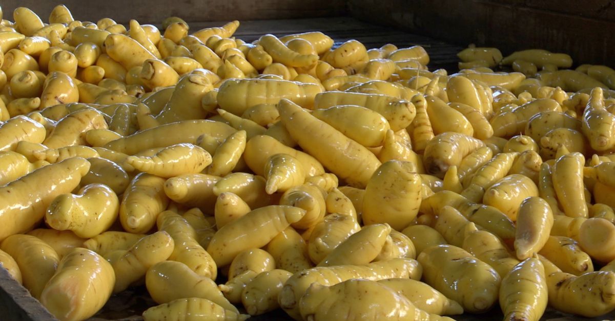 Variedades de mandioquinha-salsa resistentes a pragas revigoram a produção no Sul de Minas