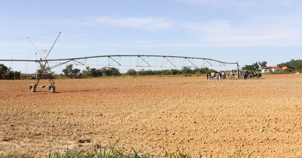 Ideia é mostrar que cereal tem potencial no Norte de Minas | Crédito: Ingrid Stéfany / UFMG