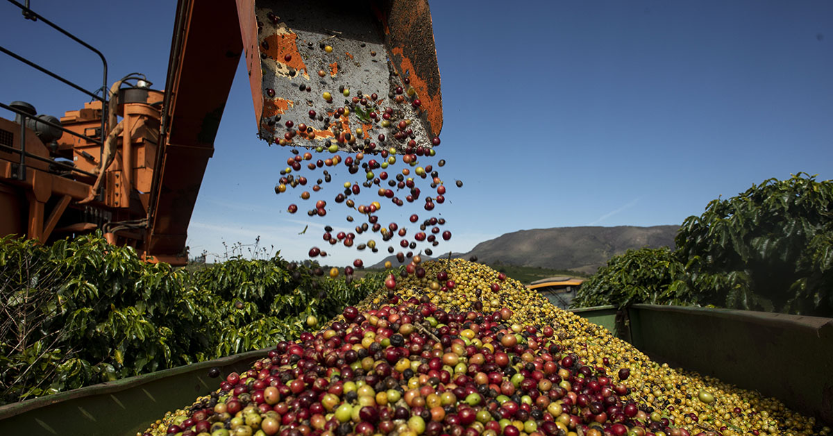 O Brasil exportou 35,626 milhões de sacas de 60 kg de café no ano safra 2022/23 | Crédito: Marcus Desimoni / NITRO