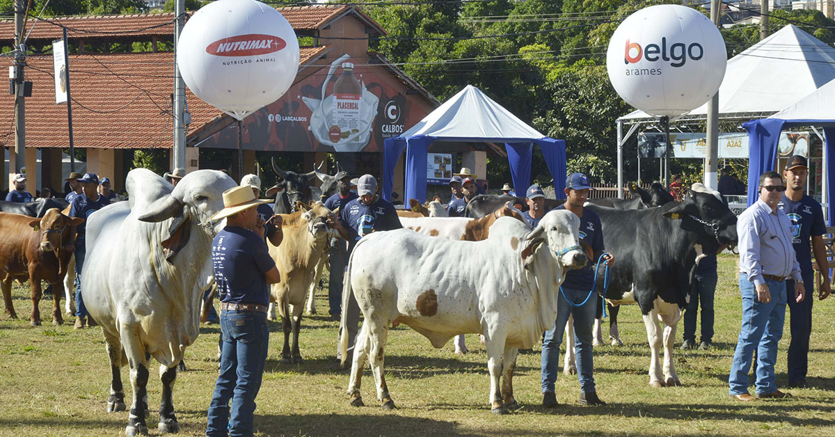 Evento aberto na quarta-feira (7) no Parque da Gameleira, em BH, reúne o que há de mais moderno em bovinocultura | Crédito: Marco Evangelista imprensa