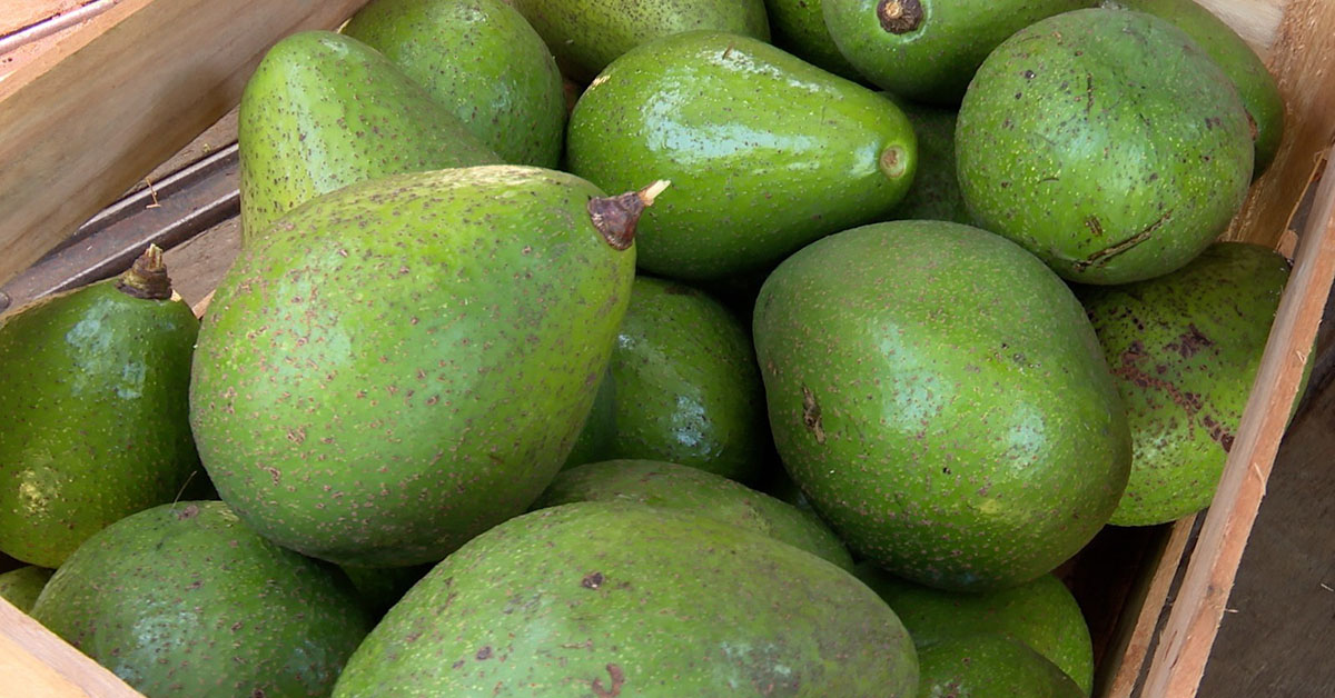 Pesquisas buscam estimular a produção de azeite de abacate na Serra da Mantiqueira