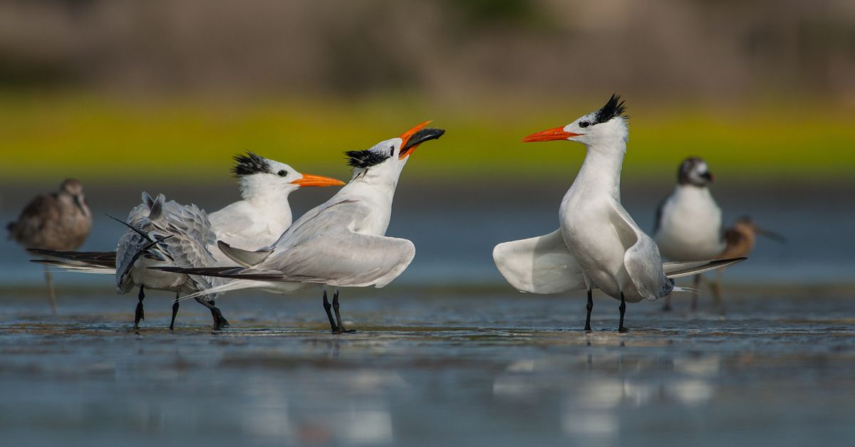 Gripe aviária leva o Paraná a decretar emergência zoossanitária