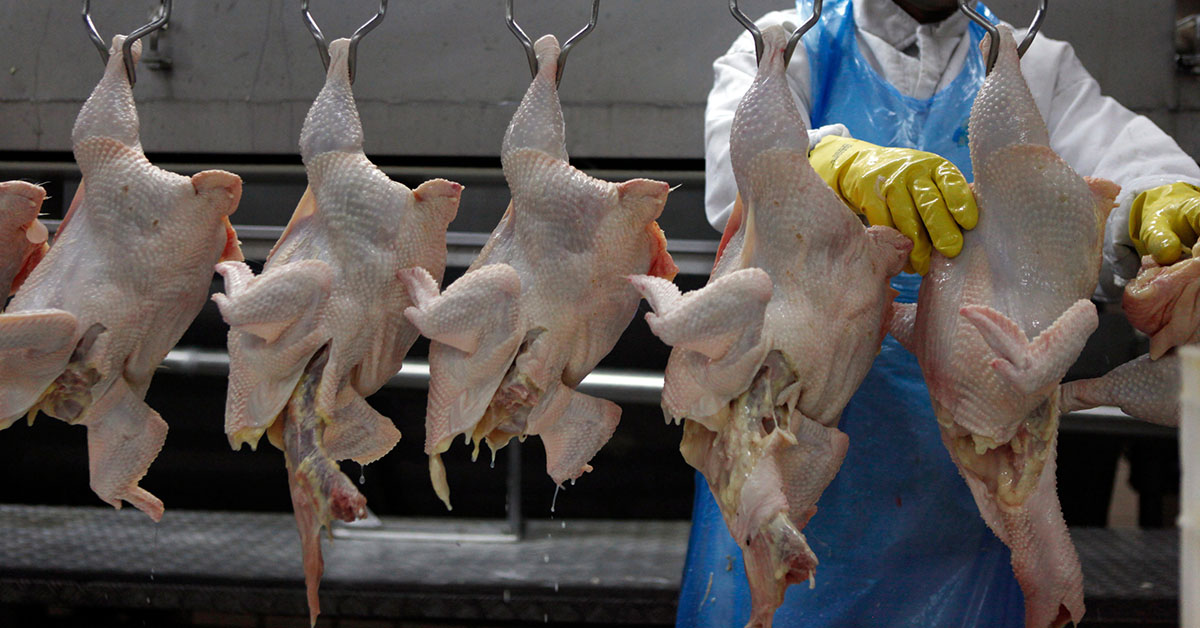 Abate de frango cresce 4,7% em MG