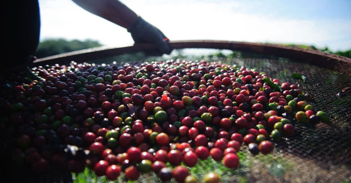 Lançamento da safra mineira foi feito no Cerrado, uma das regiões destaques na produção cafeeira | Crédito: Marcelo Camargo