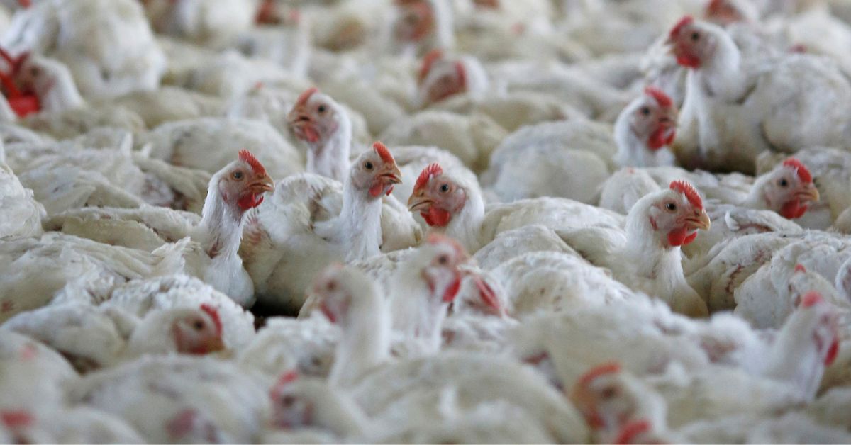 Gripe Aviária: há 17 investigações em andamento no Brasil