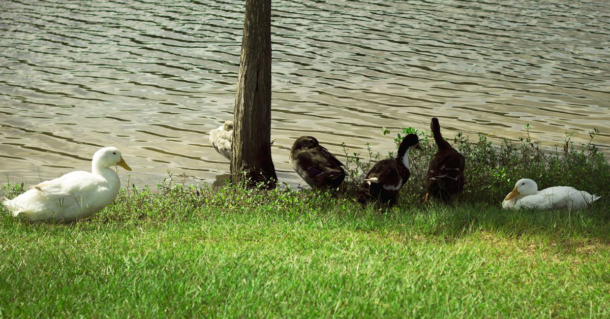 Minas Gerais registra primeiro caso de gripe avi&aacute;ria em pato