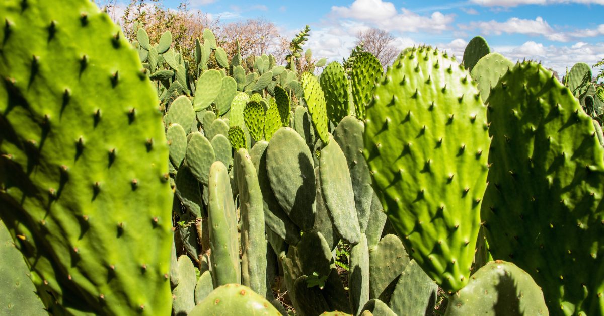Potencialidades do Semiárido para a agricultura brasileira