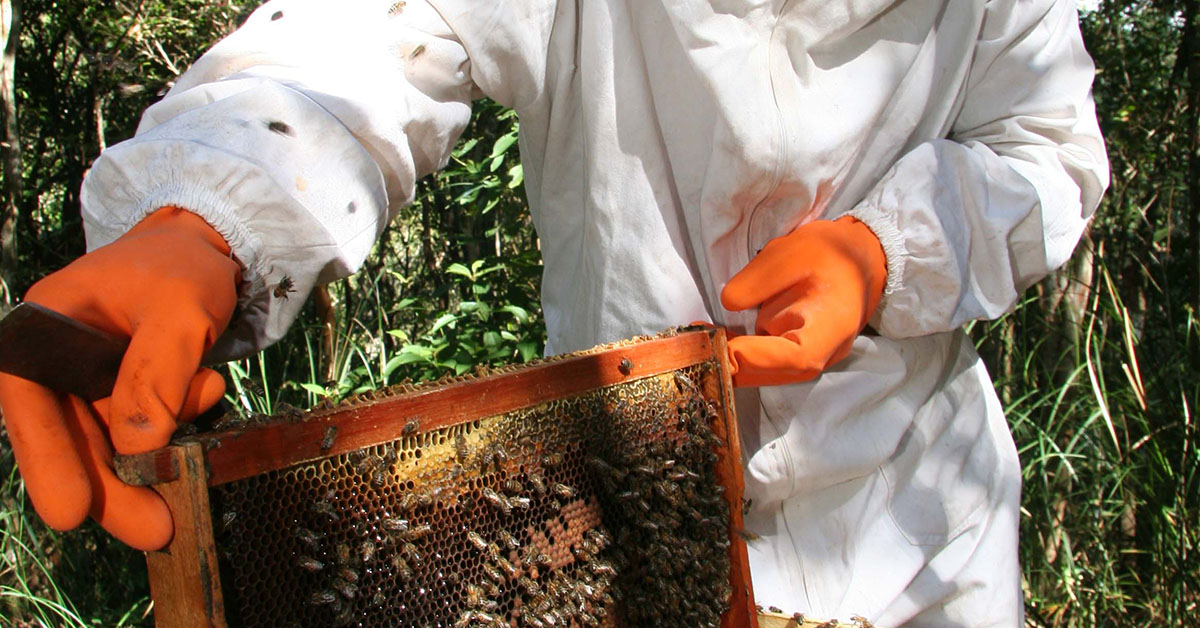 Produtores do Sul de Minas ganham kits para melhoria da produção de mel