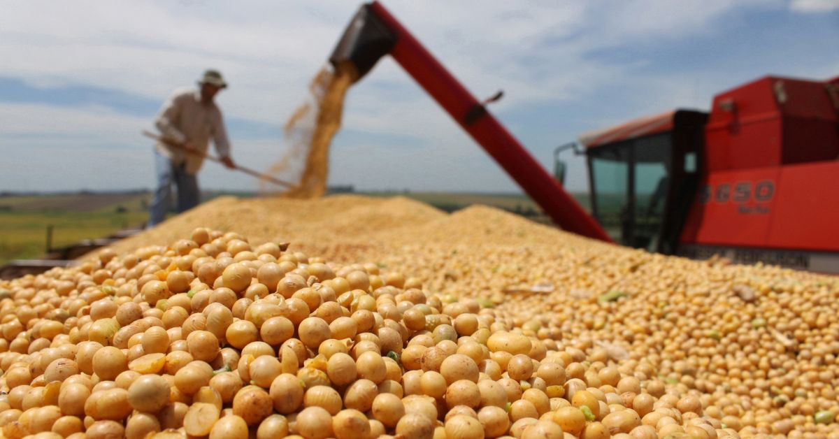 Safra brasileira de grãos deve crescer 5,8% em 2025, aponta 1ª projeção do IBGE
