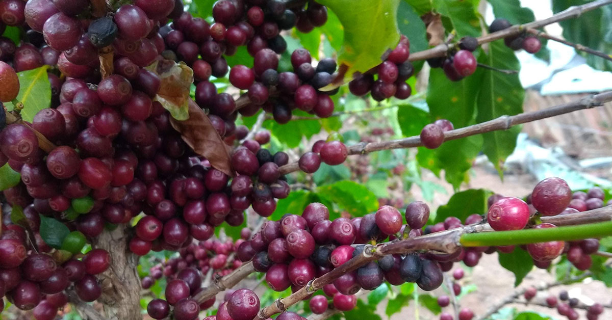 Na safra 2023, MG responderá por 50,78% da produção do País | Crédito: Cultivar Cafés