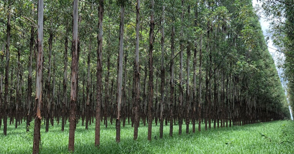 Minas Gerais tem potencial para atrair investimentos da indústria florestal