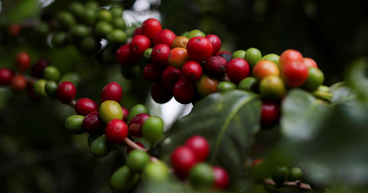 VBP do agronegócio cai 0,21% em Minas Gerais