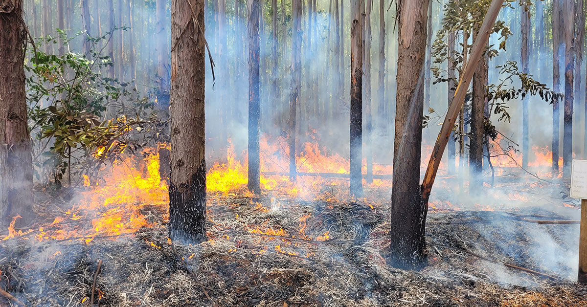Brasil concentra 76% dos incêndios na América do Sul