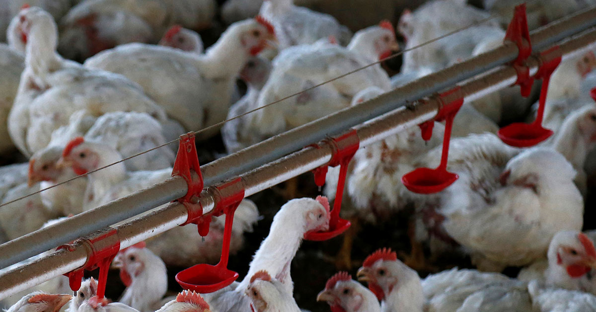 China estuda protocolos para retomar compra de carne de frango do Brasil, diz Fávaro