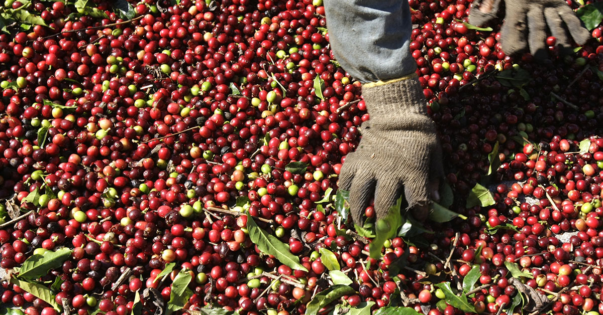 Café tem crédito de R$ 60 milhões liberado pelo BDMG