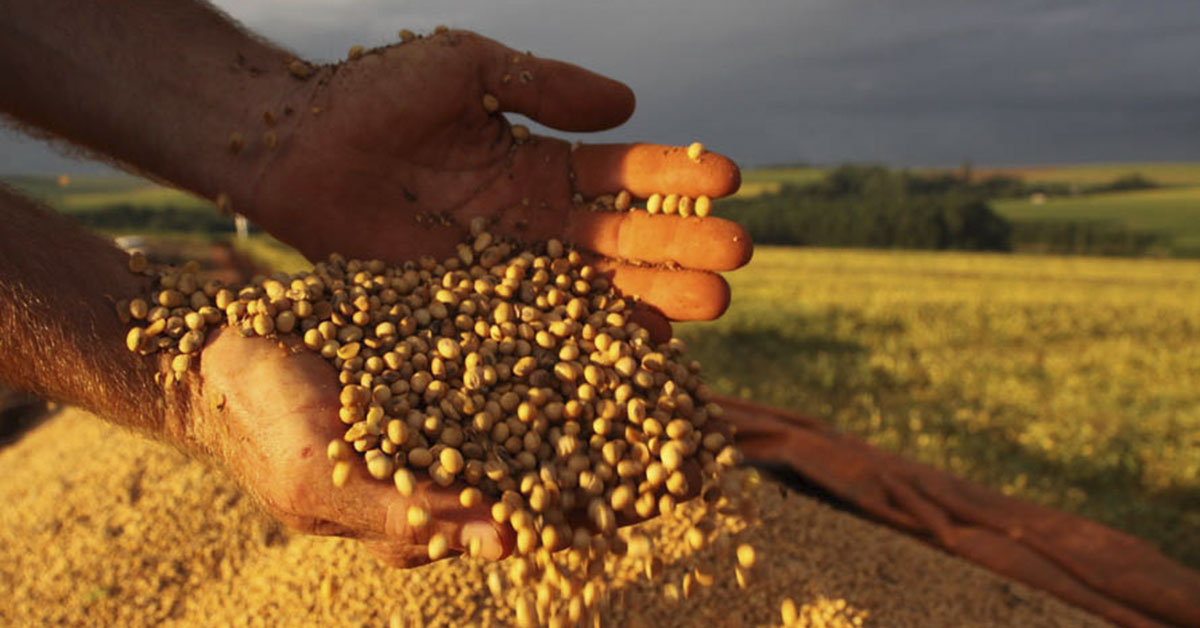 Na safra 2022/23, área cultivada com soja ficou 9,5% maior, somando 2,1 milhões de hectares | Crédito: Jonas Oliveira