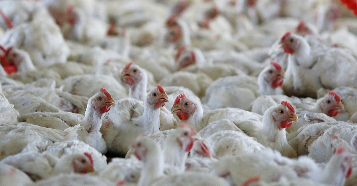 Exportação de carne de frango do Brasil cai 25% até 2ª semana de junho