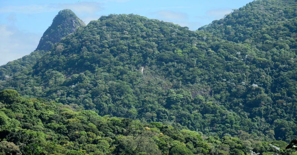 Minas Gerais registra queda de 57% no desmatamento da Mata Atlântica