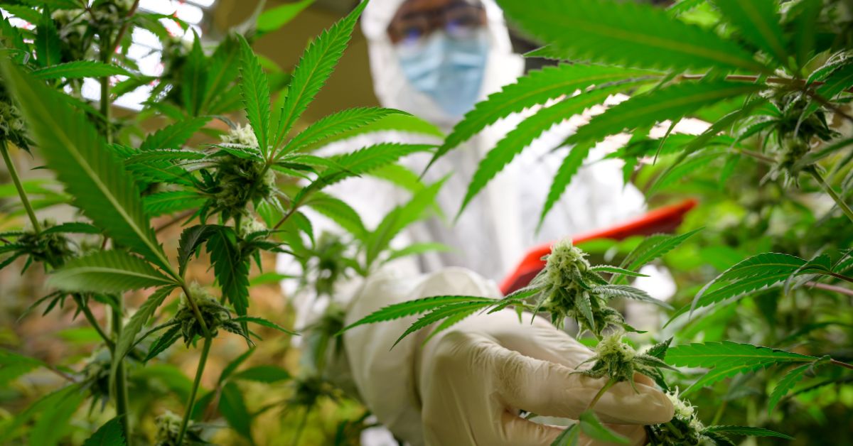Startup de cannabis para bem-estar prevê faturamento de R$ 800 mil em 2024